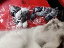 10pcs/lot Mini Colorful Cat Toys Plush False Mouse Toys for Cats Kitten Animal Funny