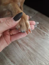 Claw-Clippers Cutter Nail-File-Kit Scissors Grooming-Tool Pet-Nails Shears Trimmer Birds