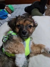 Vest Harness Leash-Set Dogs No-Pulling Padded-Reflective Pet-Dog Nylon Adjustable And