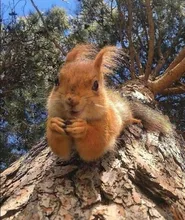 Carp Bait Perch Minnow Fishing-Lure 3d Eyes Pike 1pcs 115mm/14g