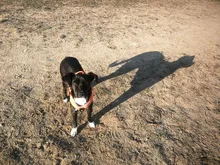 Pet-Harness Truelove Walk Padded Seat-Belt Handle Reflective-Dog Adjustable Small Soft