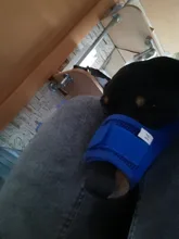 De policarbonato para perros ajustable máscara ladrar morder de la boca de malla boca aseo Anti deja de masticar