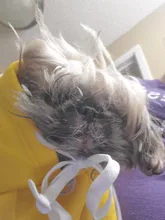 Ropa cálida de invierno Para Perro, Abrigo con capucha, disfraz de Perro, chaqueta de lana Para Bulldog Francés, Chihuahua