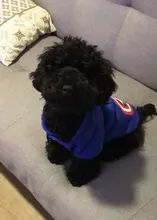 Ropa con estampado de dibujos animados para perro, abrigo cálido para invierno, chaqueta para perros pequeños, Chihuahua, Bulldog Francés, disfraz de peluche, ropa para mascotas