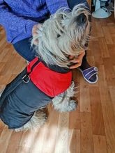 8 Size S-5XL Winter Dog Clothes For Pet Waterproof Warm Large Dog Vest Cat Puppy Dog