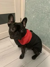Vest Jacket Pets-Clothing Pug-Coat Puppy Dogs French Bulldog Waterproof Small Winter