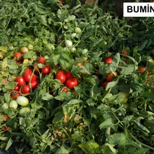 Бумин F1 Domates Tohumu 2500 Adet