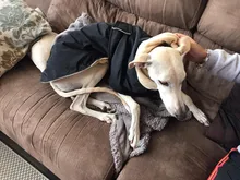 Jacket Clothing Coat Greyhound Waterproof Dog Dogs Large Super-Warm Medium Thick 