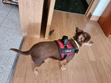 Arnés de perro sin tirar reflectante transpirable arnés de mascota ajustable para chaleco de perro ID parche personalizado para caminar al aire libre perro suministros