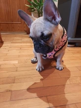 Arnés de Mascota para Bulldog Francés, correas pequeñas y medianas para perros, chaleco de cachorro francés, correa de plomo para perro que camina, productos para mascotas