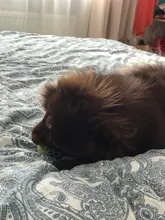 Dog-Toy Rope Knot-Ball HOOPET Chews Teeth-Odontoprisis Small Large Cotton 7-Style Grinding