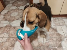 Botella de agua portátil para mascotas, tazón de viaje de 580ml con diseño de hojas de silicona suave para cachorros y gatos, dispensador de agua para mascotas al aire libre