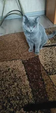 Tapas coloridas para uñas de gato, 20 unids/lote con pegamento adhesivo gratis, talla XS S M LGift para mascotas