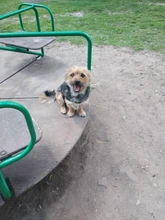 Arnés de nailon ajustable para perro, Collar reflectivo para perro, conjunto de arnés y correa para perros, chaleco de identificación, parche personalizado para caminar