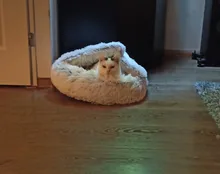 Cat-Nest Basket Kennel Semi-Enclosed Cats Bed Plush-Bed Round Comfort Soft Deep-Sleep