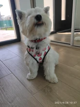 Arnés de nailon para perros y gatos, chaleco con estampado para cachorros de tamaño pequeño y medio, Bulldog Francés y Chihuahua