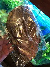 10pcs high quality Natural Terminalia Catappa Leaves,Indian almond Lour tree Olive leaf