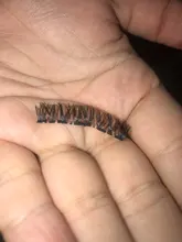 LEKOFO-pestañas magnéticas con 4 pares, 8 Uds., 5 uds.