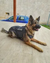 Vest Pouches Pet-Harness Dogs No-Pull Training Molle Military Hiking Tactical Large Medium