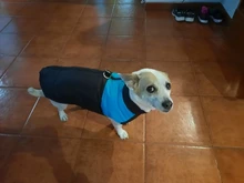 8 Size S-5XL Winter Dog Clothes For Pet Waterproof Warm Large Dog Vest Cat Puppy Dog