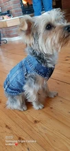 Ropa vaquera de XS-2XL para perro, abrigo para perros, ropa de cachorro, pantalones vaqueros para perro, chaqueta, chaleco abrigo para perro, trajes para cachorro, ropa para gato