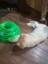Torre de juguete para gato, torreón de tres niveles con pista de disco y pelota de entrenamiento, plato de diversión, triple, para inteligencia de mascotas