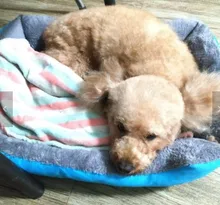 Cama para perro supersuave, perrera grande de algodón, alfombrilla para cachorros, manta impermeable para gato, nido de gato Kawaii de talla grande, accesorios para mascotas