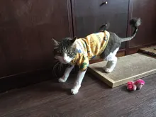 Ropa de gato para gatos, disfraz de gato de invierno, Sudadera con capucha, suéter, ropa de cachorro mascota, productos para gatos