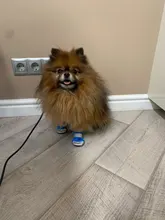 Pet-Boots Cat-Shoes Dog Small-Dogs Puppy-Socks Protecters Rain-Snow Anti-Slip Winter
