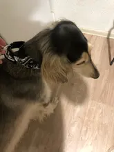 Personalized Fabric Super Strong Durable Martingale Collars for Dogs Heavy Duty Duty