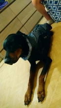 Harness Pet-Clothing Bulldog Costume Dog-Coat Waterproof Labrador Large Winter with Furry-Collar