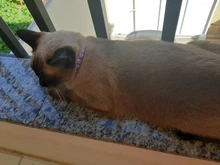 Collier-Collar para gatos con estampado de pata, correa de nailon ajustable para el cuello, para gatos