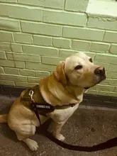 Vest Harness Collar Dog-Leash Pet-Dog German Shepherd Dogs K9 Walking Nylon Adjustable