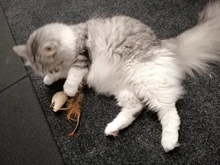 Cat-Toys Pet-Products Mice Catnip Animal Interactive