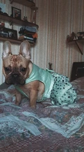 Cat Dress Shirt Summer Pet-Puppy Spring Small Dog Stars-Design Bow 2-Colours Apparel