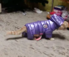 Ropa de invierno para perros pequeños, abrigo cálido para cachorros, chaqueta impermeable con capucha, monos para Chihuahua y Yorkie