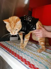 Pet Clothing Costumes Coat Kitten-Outfits Yorkshire Puppy Winter Warm Autumn for Chihuahua