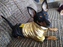 Coat Puppy Clothing Jacket Puppy-French-Bulldog Dogs Waterproof Chihuahua Winter Vest