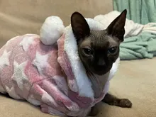 Autumn Winter Warm Pet Cat Costume for Cats Soft Fleece Dog Cat Clothes Kedi Katten Mastomas