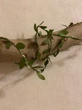 Tiny leaf garland fairy light decor LED Copper Wire string lights for Wedding forest