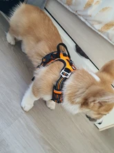 Truelove Front Nylon Dog Harness No Pull Vest Soft Adjustable Safety Harness For Dog