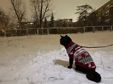 Pet Cat Reindeer Sweater Winter Warm Cat Clothes for Cats Kedi Outfit katten Clothing