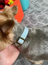 Dog-Collar Engraved Dogs Cat-Name Adjustable Custom Personalized Pet-Puppy Nylon Pug