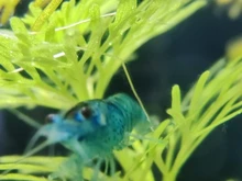 Adapters Pipe-Fitting Water-Gas-Oil Brass 16-19mm-Hose Barb Hosetail Straight-Reducing-Reducer