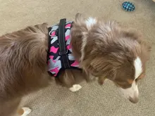 Arnés ajustable para perros y gatos, correa reflectante y transpirable, arnés tipo chaleco para perro y mascota