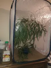 Jaula para insectos para cría, caja de red para insectos, palo de Mantis de oración, caja de seguridad para cría de mariposas, suministros para aves