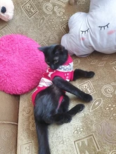 Pet Cat Reindeer Sweater Winter Warm Cat Clothes for Cats Kedi Outfit katten Clothing