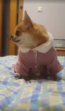 French Bulldog Small Dogs Pugs Winter For Chihuahua Outfit Pink Warm Clothing Roupa Pet-38s2