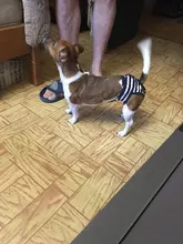 Menstruation Underwear Panties Jumpsuit Diaper Dog-Shorts Pet-Physiological Sanitary