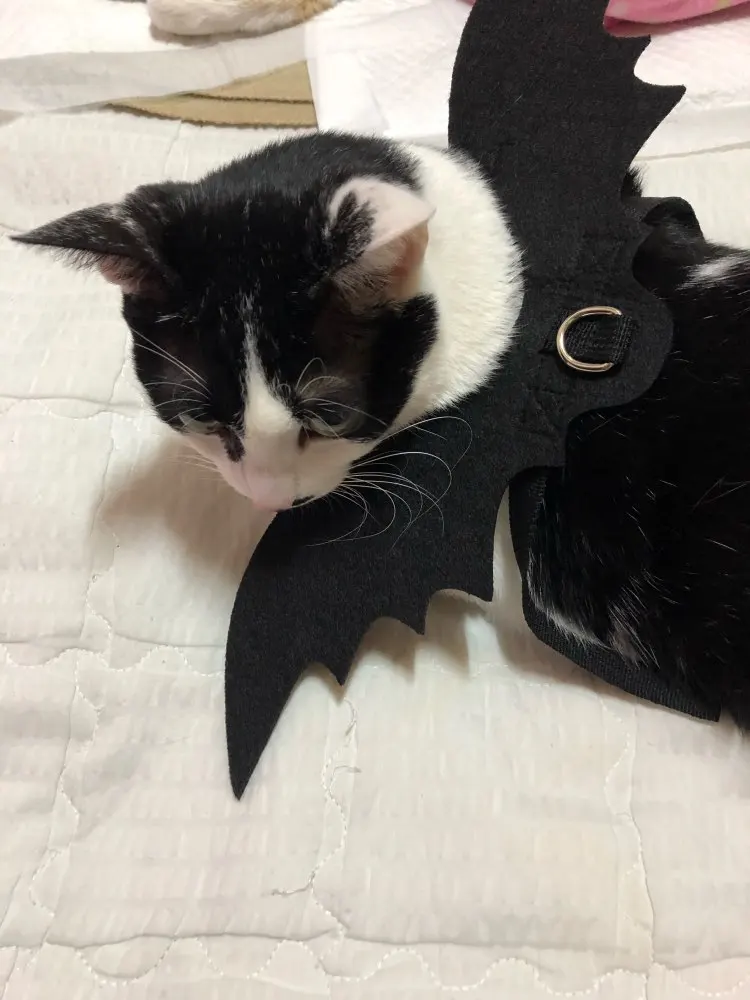 Bat Wings Pet Costume | Dog Halloween Costumes | Funny Dog Costumes photo review